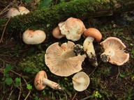 Hygrophorus erubescens