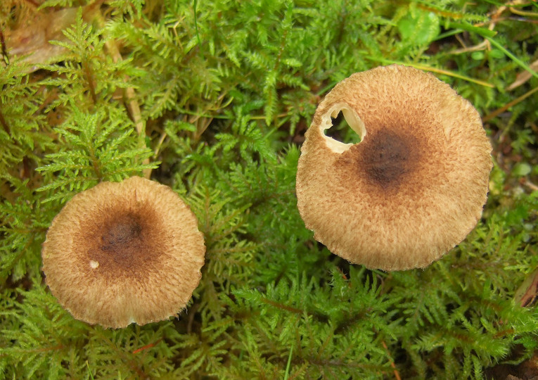 Hygrophorus inocybiformis