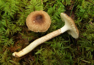 Hygrophorus inocybiformis