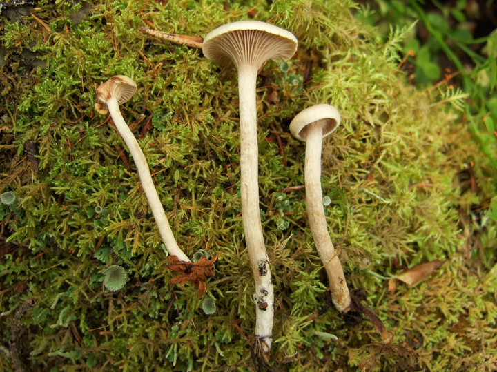 Hygrophorus subviscifer