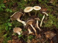 Hygrophorus subviscifer