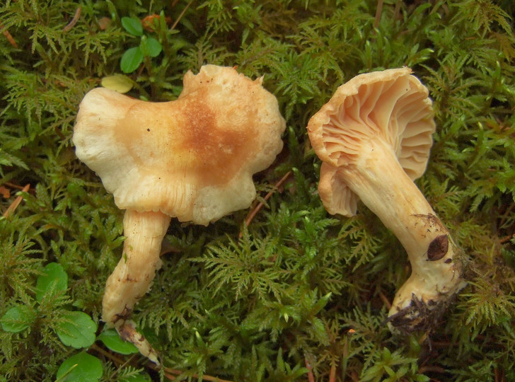 Hygrophorus secretanii