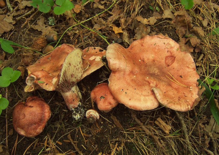 Hygrophorus russula