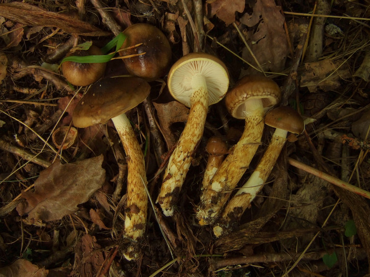 Hygrophorus persoonii