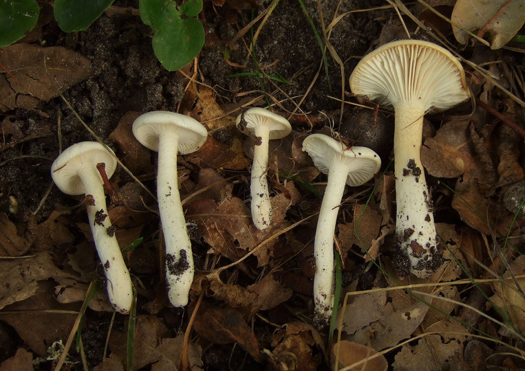 Hygrophorus cossus