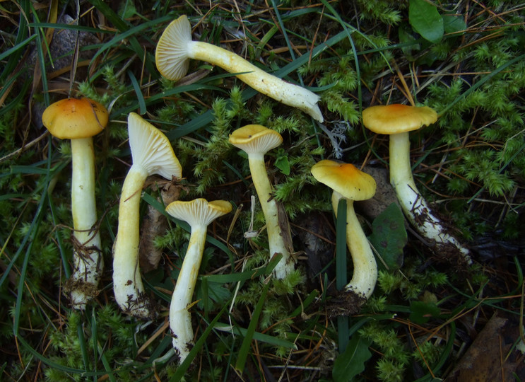 Hygrophorus speciosus