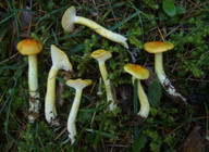 Hygrophorus speciosus