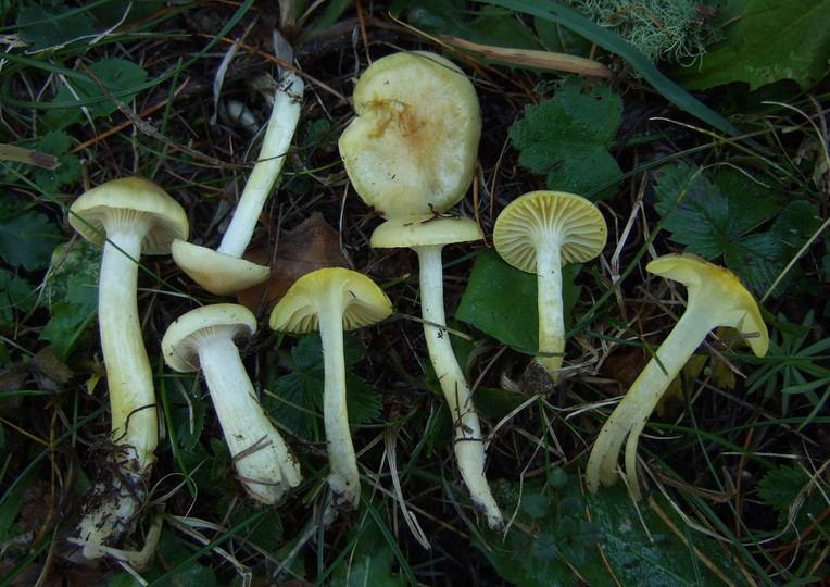 Hygrophorus lucorum