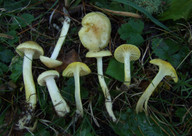 Hygrophorus lucorum