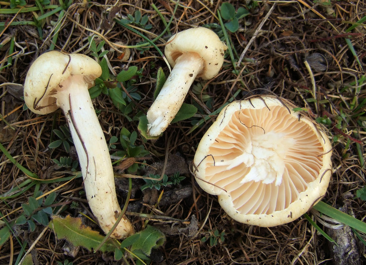 Hygrophorus gliocyclus