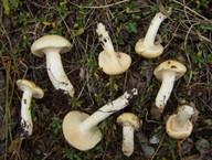 Hygrophorus gliocyclus