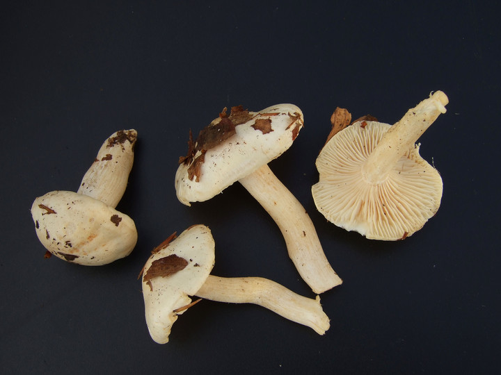 Hygrophorus penarius