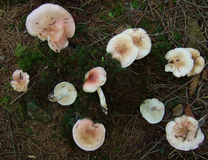 Hygrophorus pudorinus