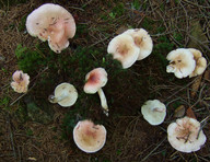 Hygrophorus pudorinus