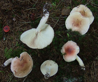 Hygrophorus pudorinus