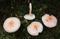 Hygrophorus pudorinus