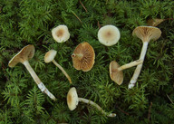 Hygrophorus subviscifer