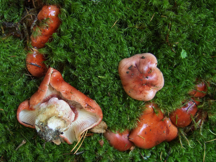 Hygrophorus erubescens