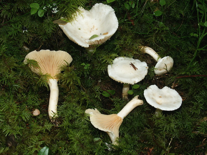 Hygrophorus karstenii