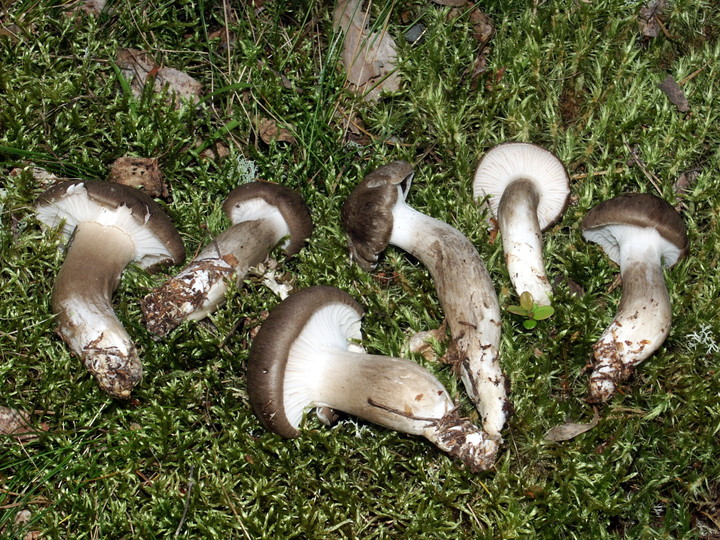 Hygrophorus camarophyllus