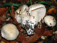 Hygrophorus penarius