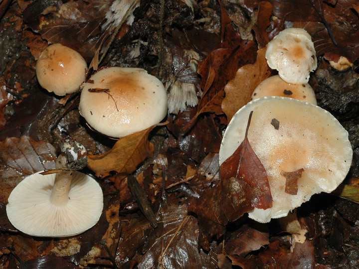 Hygrophorus unicolor