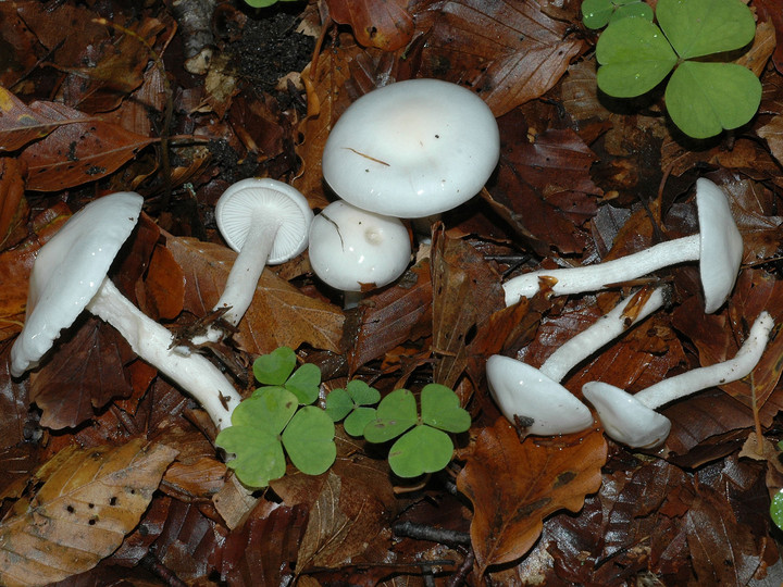 Hygrophorus eburneus