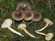 Hygrophorus hypothejus