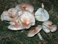 Hygrophorus erubescens