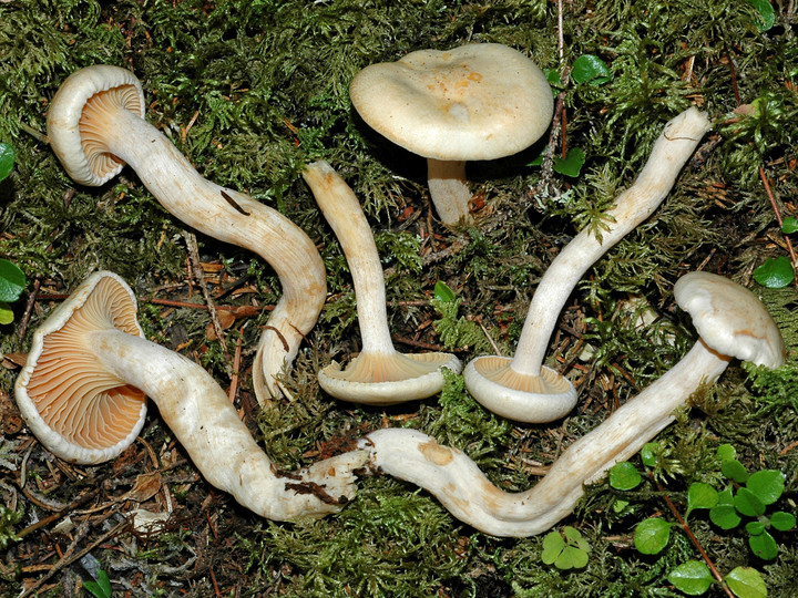 Hygrophorus karstenii