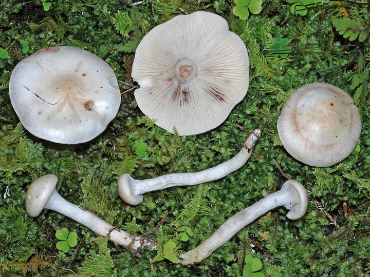 Hygrophorus purpurascens