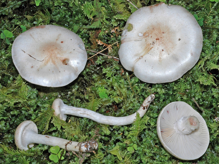 Hygrophorus purpurascens