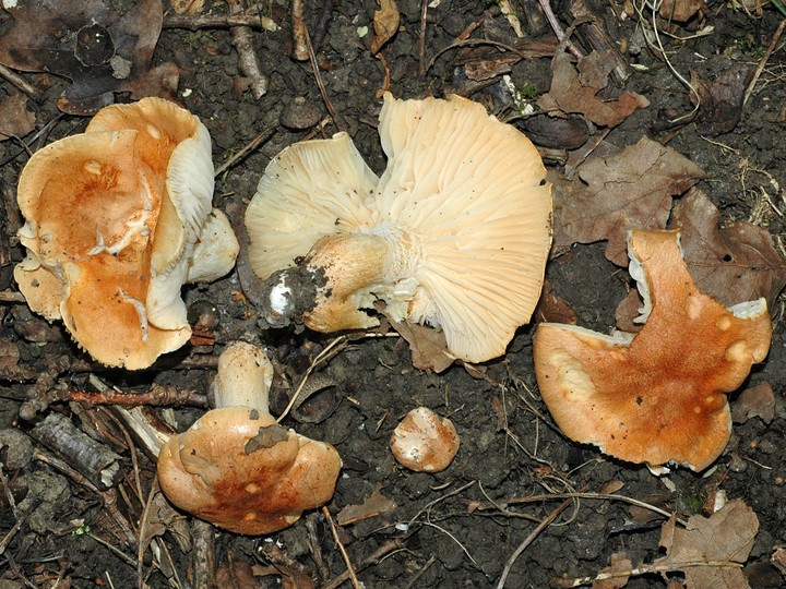 Hygrophorus nemoreus