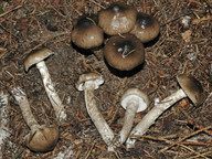 Hygrophorus korhonenii