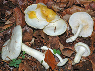 Hygrophorus chrysodon