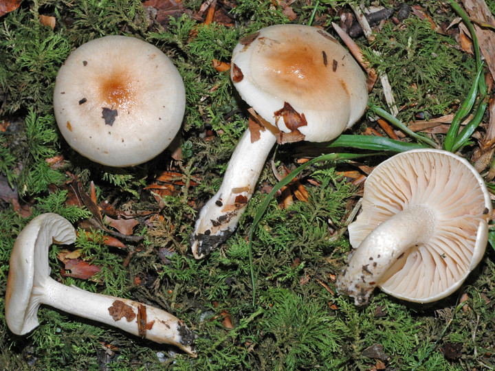 Hygrophorus unicolor