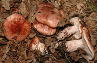 Hygrophorus russula