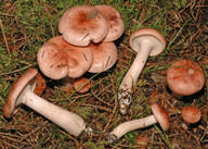 Hygrophorus erubescens