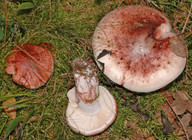 Hygrophorus russula