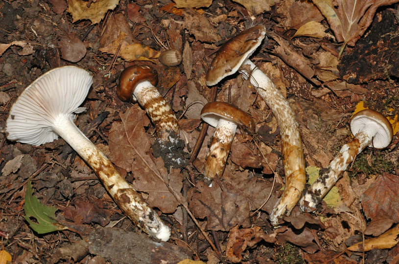 Hygrophorus persoonii