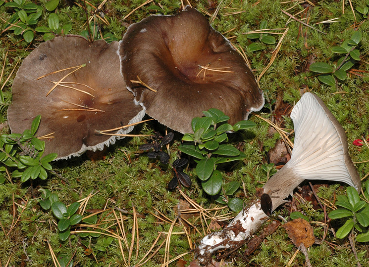 Hygrophorus camarophyllus