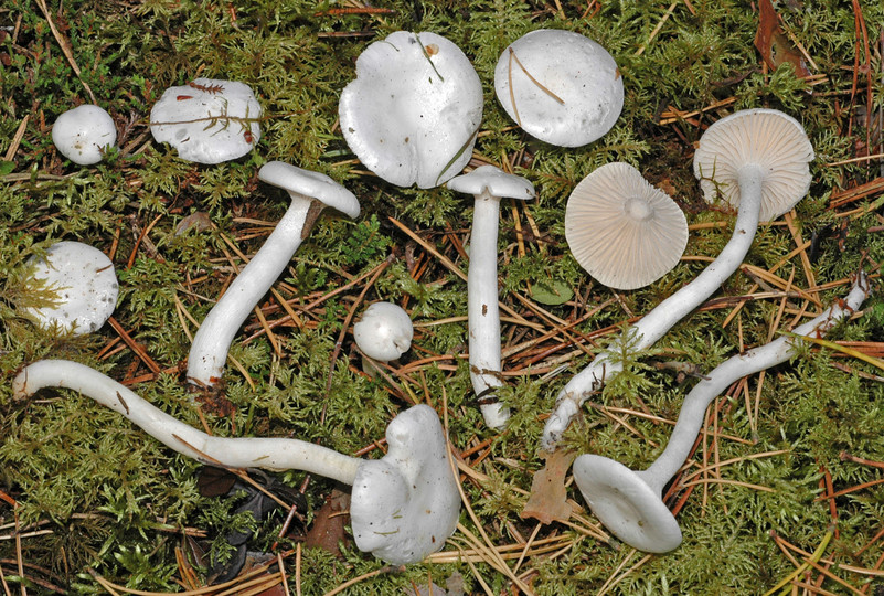 Hygrophorus piceae