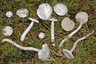 Hygrophorus piceae