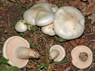 Hygrophorus penarioides