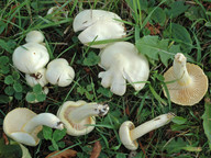 Hygrophorus chrysodon