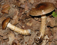 Hygrophorus persoonii