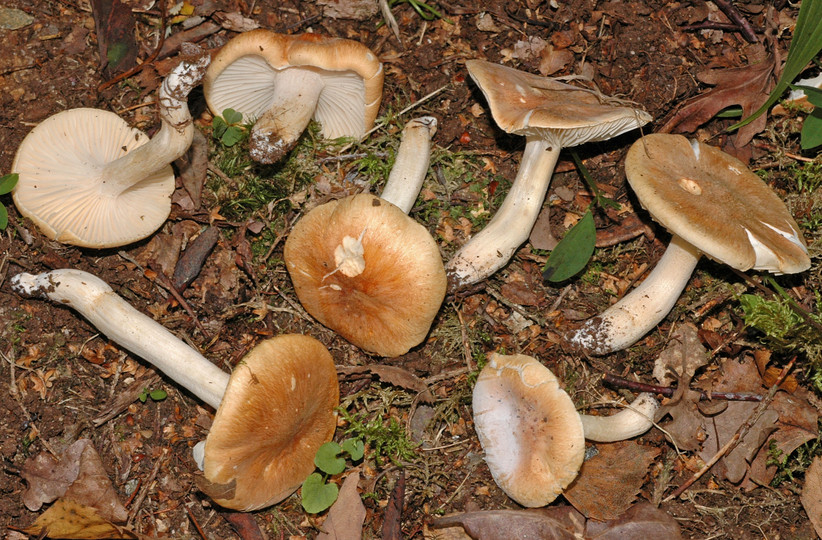 Hygrophorus nemoreus