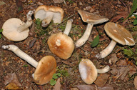 Hygrophorus nemoreus