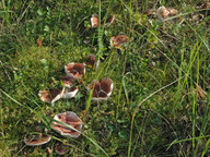 Hygrophorus russula