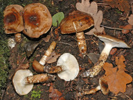 Hygrophorus persoonii